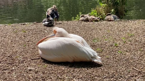 Pelican Stock Footage 242694167