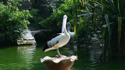 Pelican Stock Footage 253736787