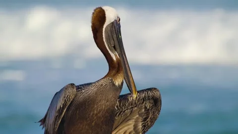 Pelican Stock Footage 272162798