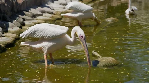 Pelican foraging in shallow pond, wading, hunting behavior Stock Footage 345700631