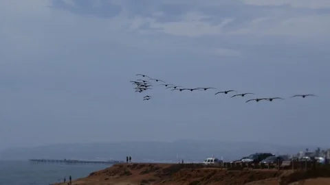Pelican Formation Stock Footage 75659217