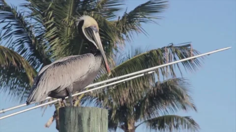 A pelican in front of a palm tree Video stock 155396140