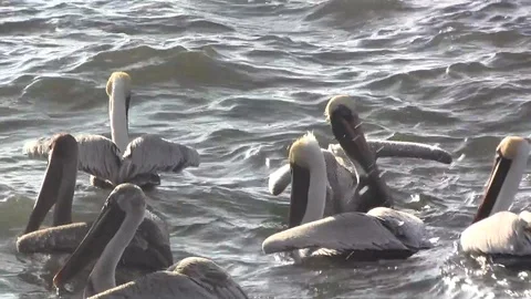 Pelican gathering Stock Footage 88140185