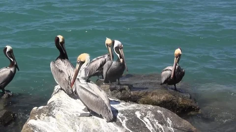 Pelican Gathering 스톡 동영상 88632991