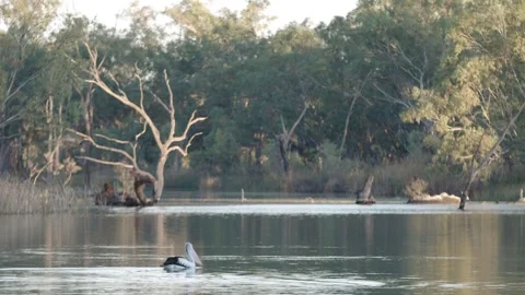 Pelican gently drifting on river 4k Stock Footage 244768085