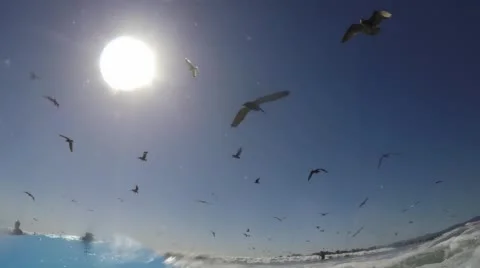 Pelican gets trapped surfs a wave Video stock 49113014