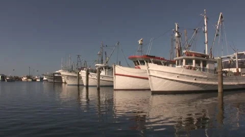 Pelican Glide 스톡 동영상 3797985