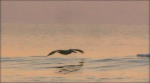 Pelican glides over the Atlantic Vidéo 5305840