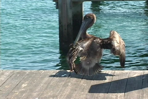 Pelican Grooming Stock Footage 73823
