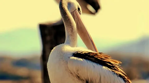 Pelican Grooming Stock Footage 24393393