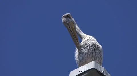 Pelican grooming 库存影片 59313379