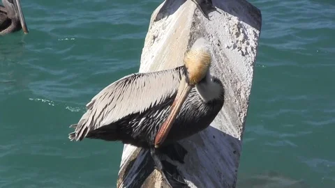 Pelican Grooming Stock Footage 88633193