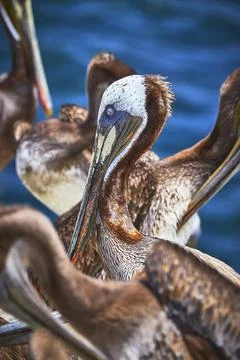 Pelican Group Close Up With Ocean Background And Detailed Feathers Stock Photos
