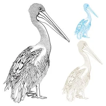 Pelican Hand-drawn Vector Illustrazione stock