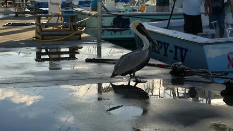 Pelican  in Harbor. Stock Footage 104881729
