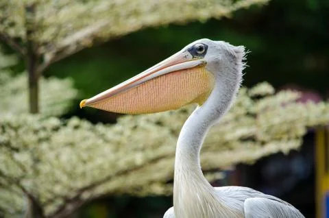 Pelican head close-up on a background of light trees Foto stock