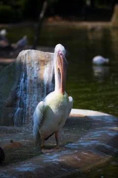 Pelican head down  Stock Photos