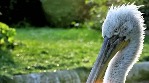 Pelican Head Stock Footage 10880013