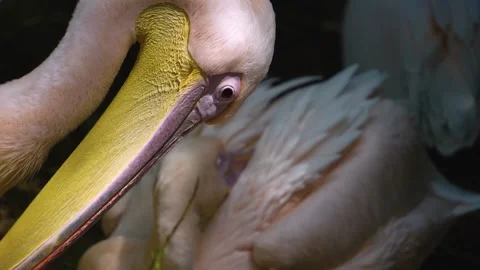 A pelican head  Stock Footage 246425200