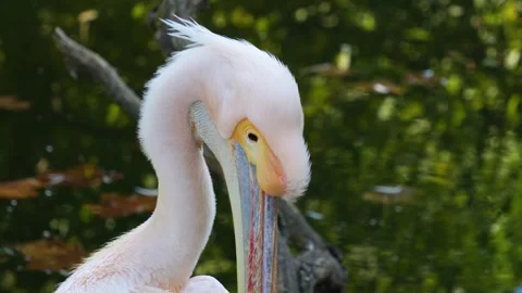 A pelican head  Stock Footage 266845718