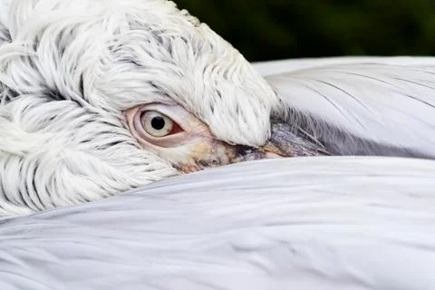 Pelican head Foto stock