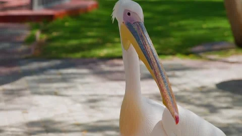 Pelican head rotation, close up portrait, garden setting, shallow depth Stock Footage 345701136