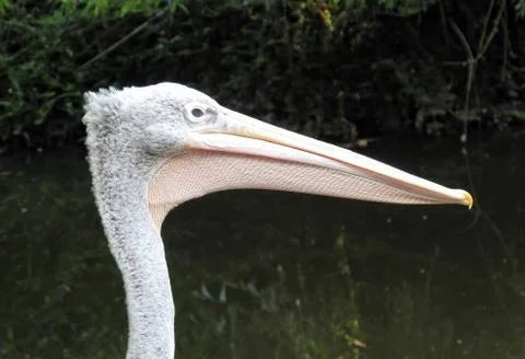 Pelican head side view Stock Photos