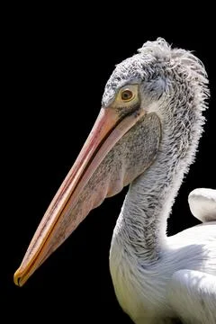 A pelican head from side view Foto stock
