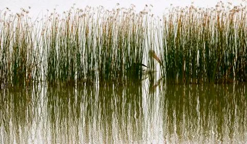 Pelican Hideout Stock Photos