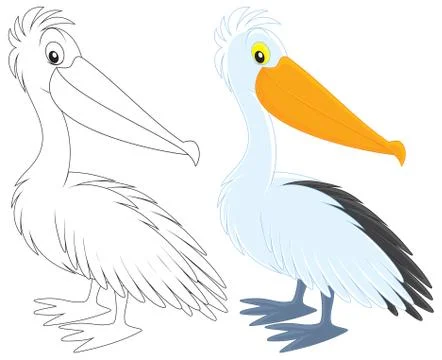 Pelican Stock Illustration