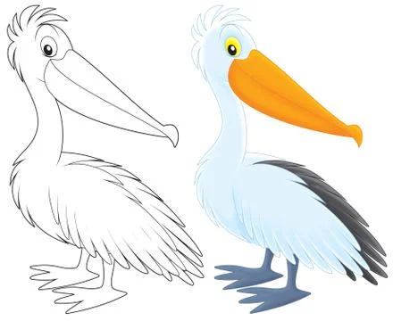 Pelican Stock Illustration