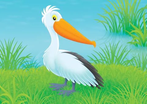 Pelican Stock Illustration