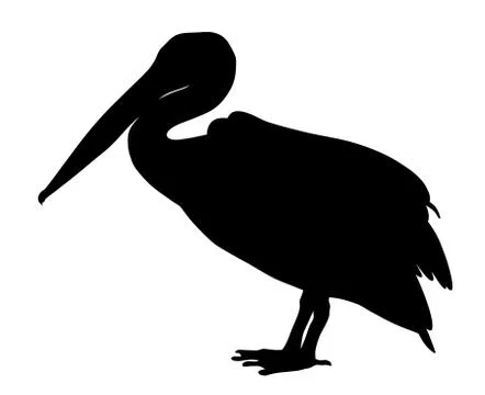 Pelican Stock Illustration