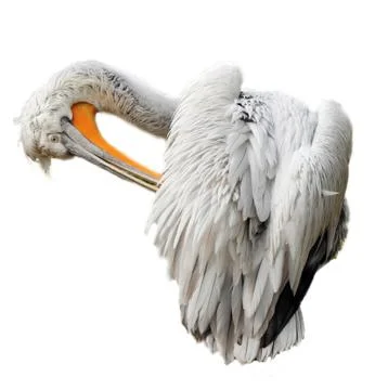 Pelican isolated Stock Photos