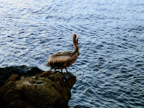 Pelican on the jetty Stock Photos