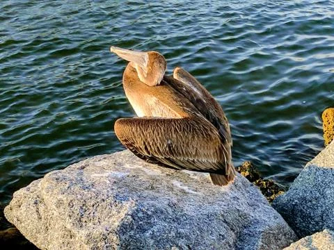 Pelican by the Jetty Stock Photos