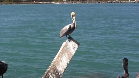 Pelican King Stock Footage 88633056