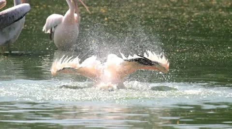 Pelican in the Lake Vídeo Stock 22050492