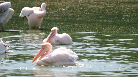 Pelican in Lake Stock Footage 24620280
