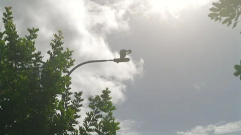 Pelican on lamp post backlit in the sunshine, Australia Vídeo Stock 332684418