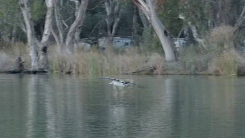 Pelican landing 4k Stock Footage 237740339