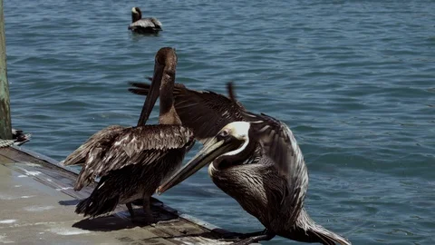 A Pelican Lands on a Pier Video stock 109288573