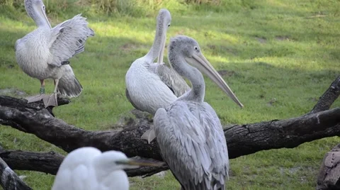 Pelican on Log  Stock Footage 51367891