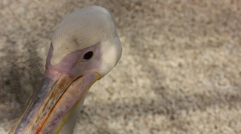 Pelican looking around Stock Footage 39935774