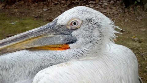 Pelican looks up close Stock Footage 107571908