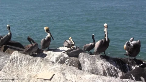 Pelican Lounge Stock Footage 88633072