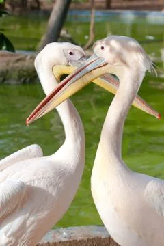 Pelican lovers Stock Photos