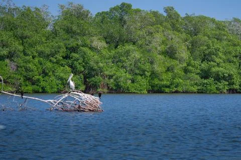 Pelican at Mangrove Stock Photos