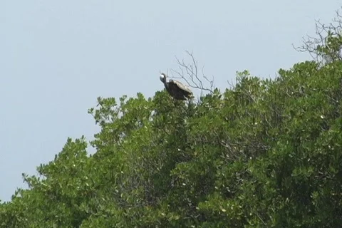 Pelican on Mangrove Trees Stock Footage 772125
