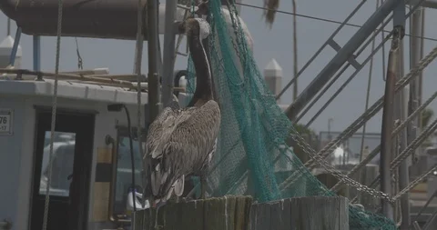 Pelican in Marina 스톡 동영상 127545249